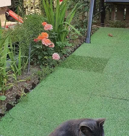 Gæstehus Casa Laur Sulina